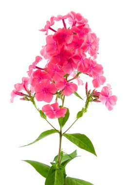 Pink phlox clipart