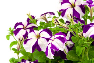 Purple petunia clipart