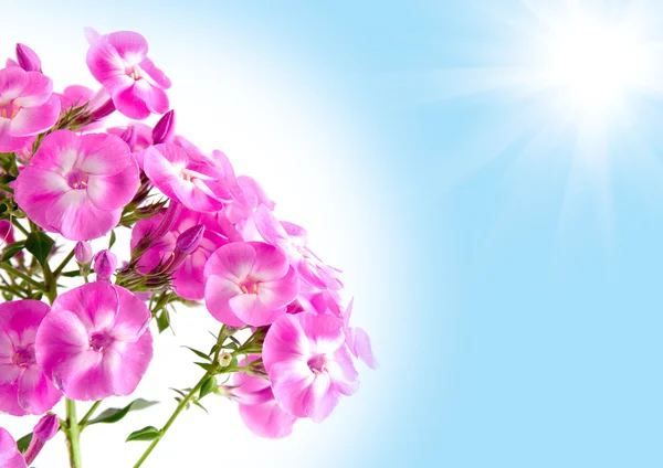 Phlox λουλούδι κατά το γαλάζιο ουρανό και τον ήλιο — Φωτογραφία Αρχείου