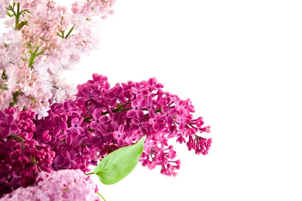 Lilac Boeket — Stockfoto