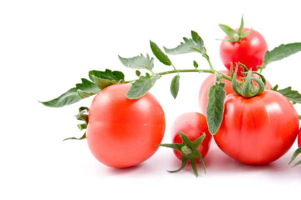 Tomates rouges isolés sur fond blanc — Photo
