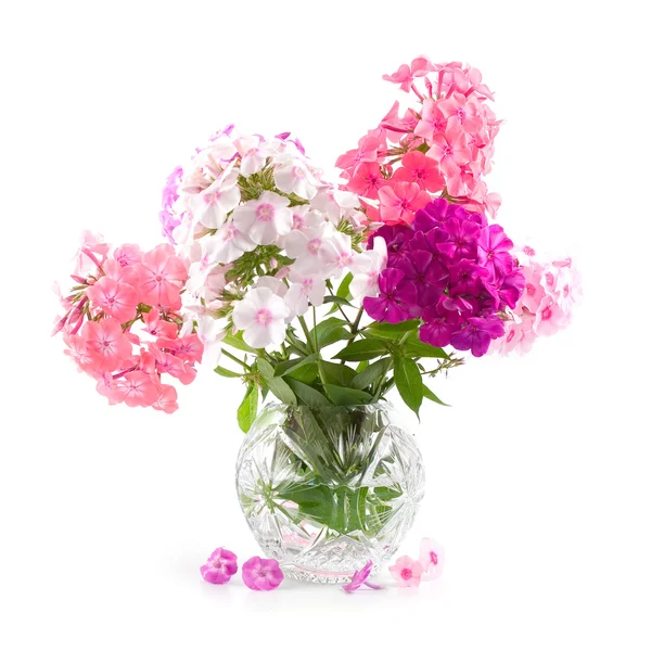 Bouquet of phloxes on a white background — Stock Photo, Image