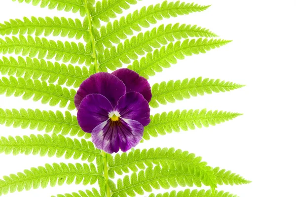 Kapradí list a květ — Stock fotografie