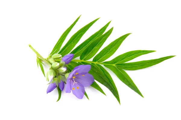 Синий цветок и лист — стоковое фото