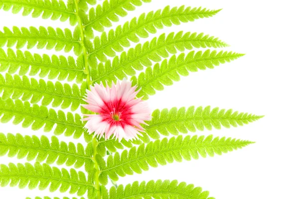 Farnblatt und Blume — Stockfoto