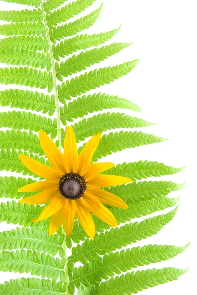 Fern leaf and flower isolated on a white backgro — Stock Photo, Image