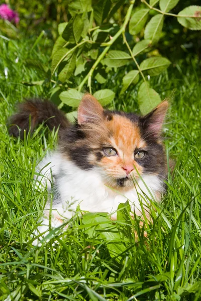 Yeşil çimenlerin üzerinde yavru kedi olduğunu — Stok fotoğraf