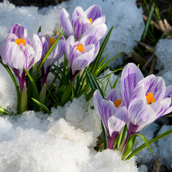 Flowers purple crocus in the snow