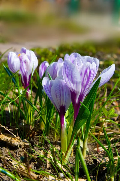 Цветы фиолетовый крокус — стоковое фото