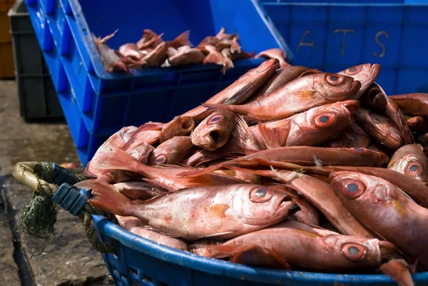 Pedaço de peixe fresco — Fotografia de Stock