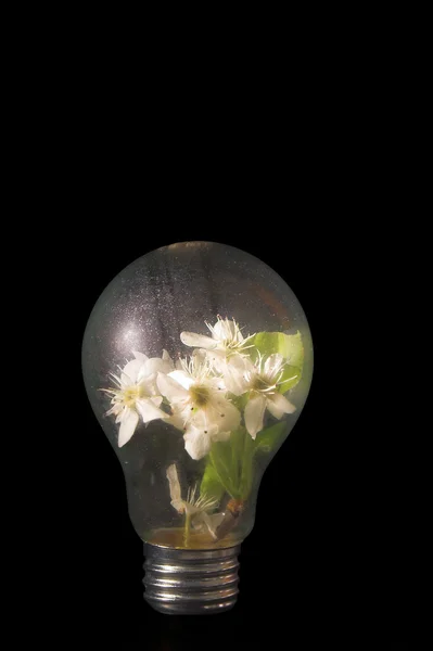 Λουλούδια λάμπα φωτός — Φωτογραφία Αρχείου