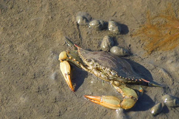 stock image Blue Crab