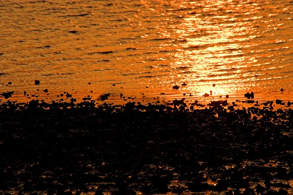 Cama Oyster ao nascer do sol — Fotografia de Stock