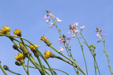 Kara hindiba ve henbit