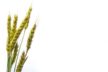 Wheat clipart