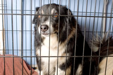 Caged Border Collie clipart