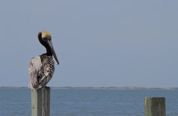 Perched Pelican — Stock Photo, Image