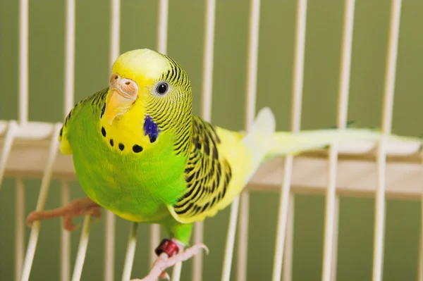 Parakeet — Stock fotografie