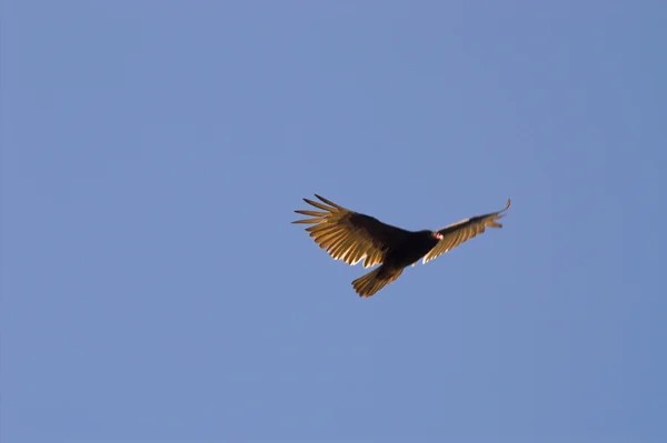 터키 독수리 — 스톡 사진