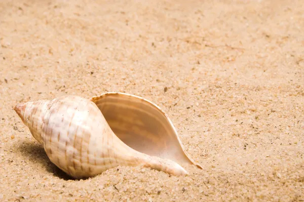 Kabuklu deniz hayvanı kabuğu — Stok fotoğraf