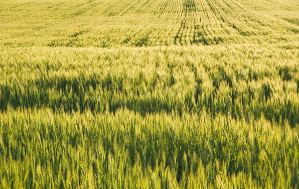 Ozimé pšenice — Stock fotografie