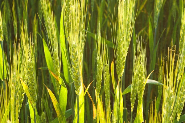 Зимняя пшеница — стоковое фото