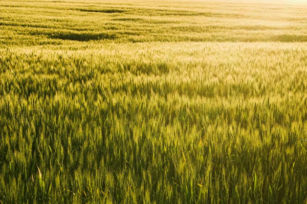 冬小麦 — ストック写真