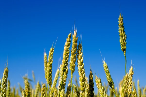Ozimé pšenice — Stock fotografie