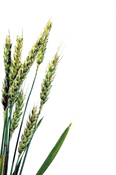 Kış buğday — Stok fotoğraf
