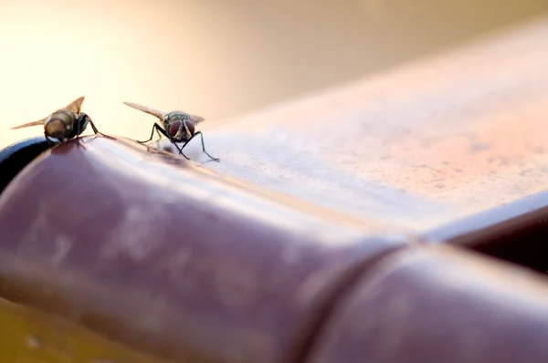 Ev sineği — Stok fotoğraf
