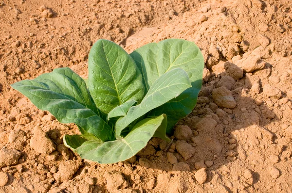 stock image Tobacco Field