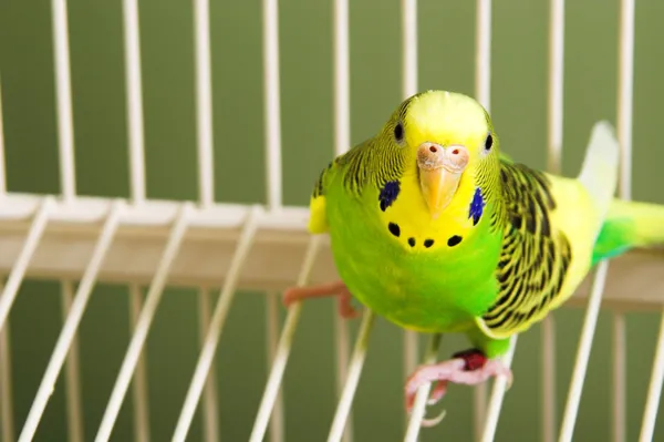 6,838 Parakeet Stock Photos | Free & Royalty-free Parakeet Images |  Depositphotos
