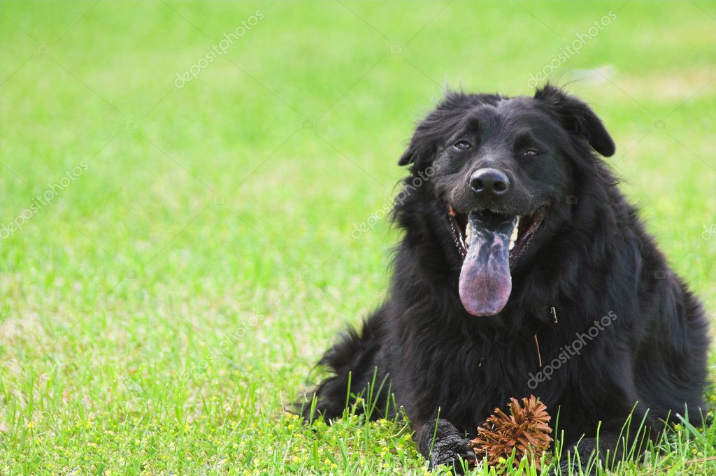 wolfhound labrador cross