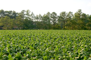 Tobacco Field clipart