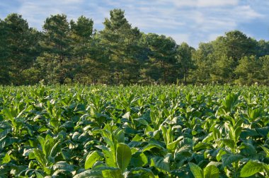 Tobacco Field clipart