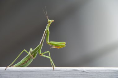 Praying Mantis clipart