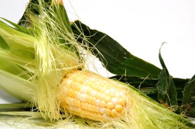 Corn on the Cob clipart