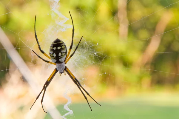 Pisanie pająk — Zdjęcie stockowe