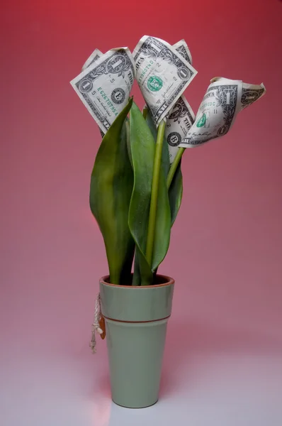 Para çiçek — Stok fotoğraf