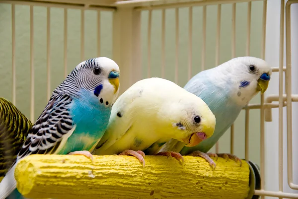 Papużki — Zdjęcie stockowe