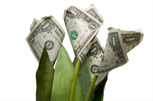 Flor de dinero — Foto de Stock