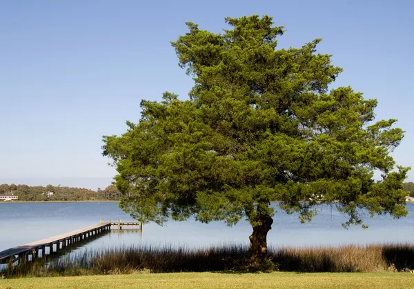 Ladin ağacı — Stok fotoğraf