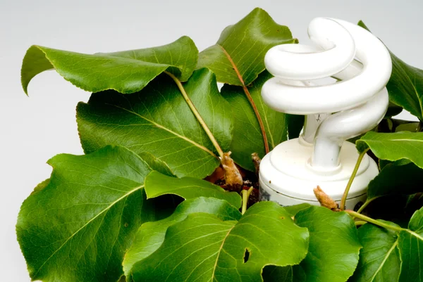 Light Bulb Potted Plant — Stock Photo, Image