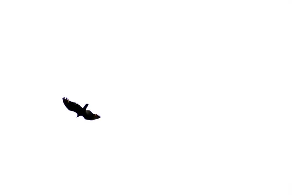 독수리 — 스톡 사진