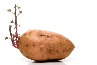 Sweet Potato clipart