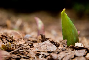 Tulip Sprout clipart