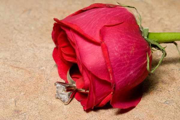 Obrączka w róża — Zdjęcie stockowe