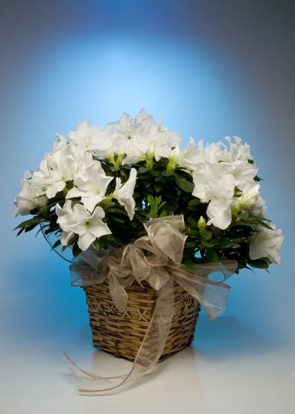White Azalea — Stock Photo, Image
