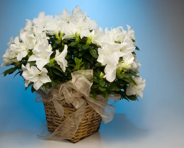Fehér azalea — Stock Fotó