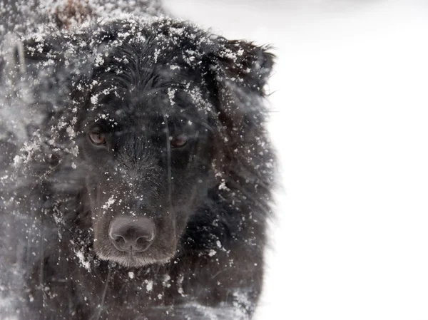 雪の中で黒い実験室の組合せ — ストック写真